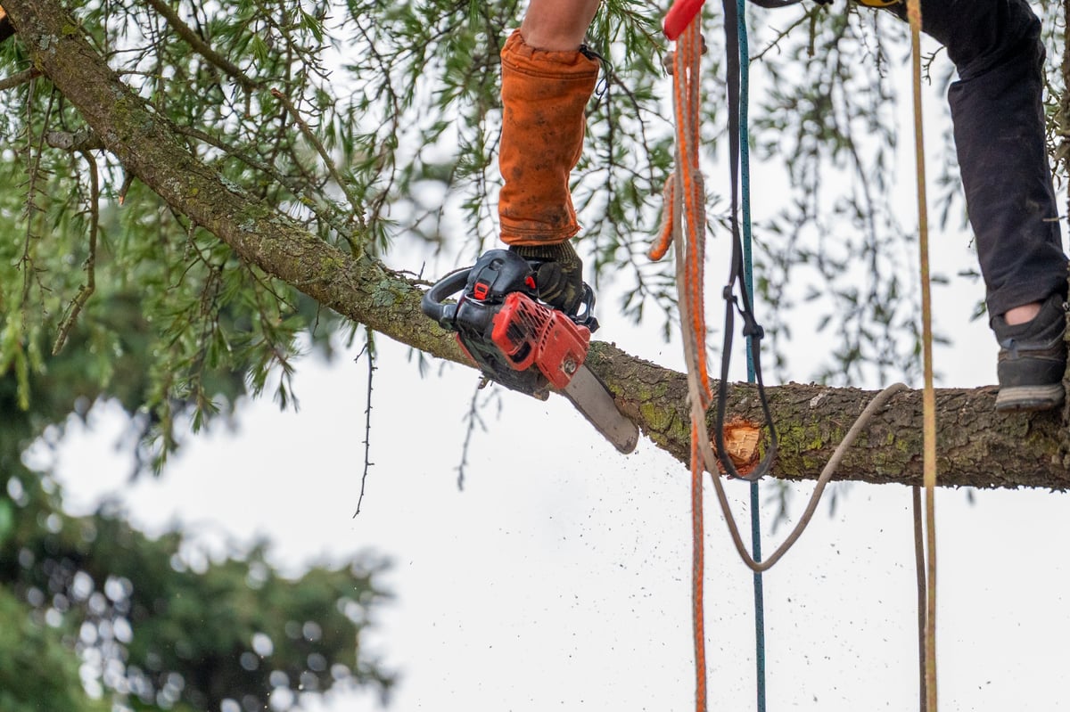 Certified arborist safely pruning a tree