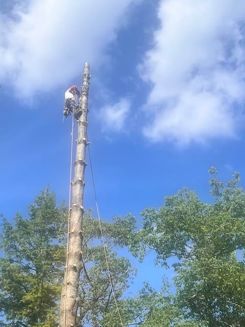 Cellular tower mounted on a tall wooden pole against a blue sky with surrounding green trees
