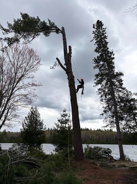 Person rock climbing on a tall dead tree trunk near a lake surrounded by evergreen forest
