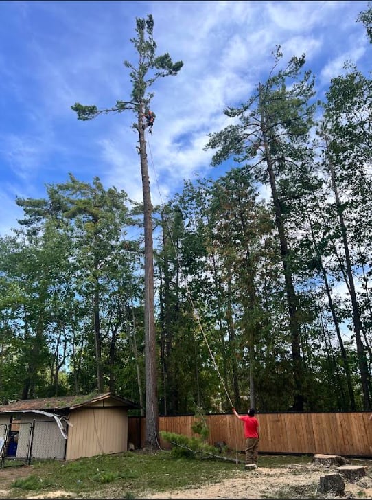 Tall pine tree with sparse foliage stands in residential yard with wooden fence and small shed below