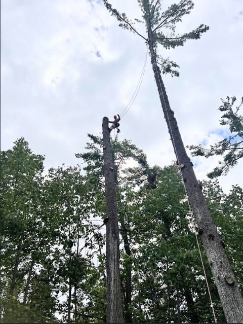 Tree cutter using ropes and climbing gear to fell a tall pine tree in a forest setting