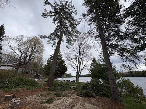 Tall pine trees frame a view of a calm lake, with bare deciduous trees and a cottage visible among the shoreline vegetation.