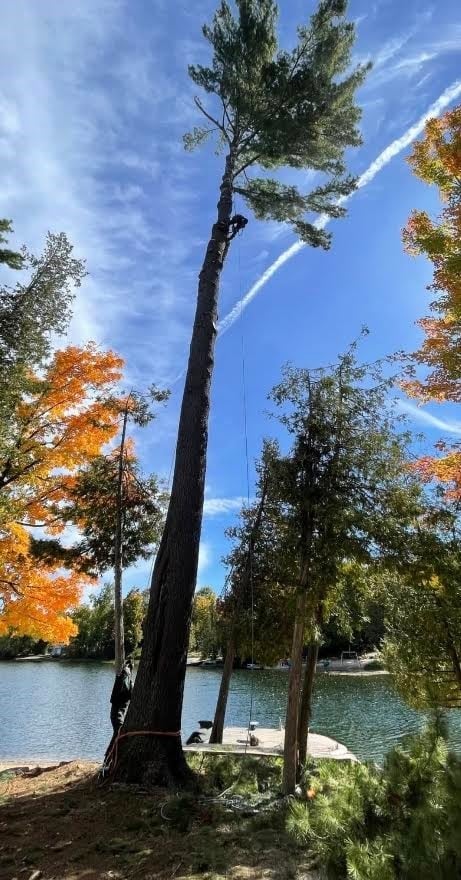 Tall tree leaning over water with rope swing, surrounded by autumn foliage and boats on calm lake