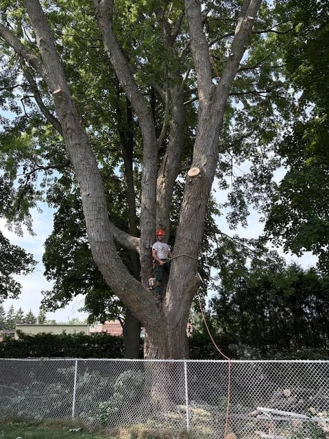Child climbing in large tree with green foliage behind a chain-link fence
