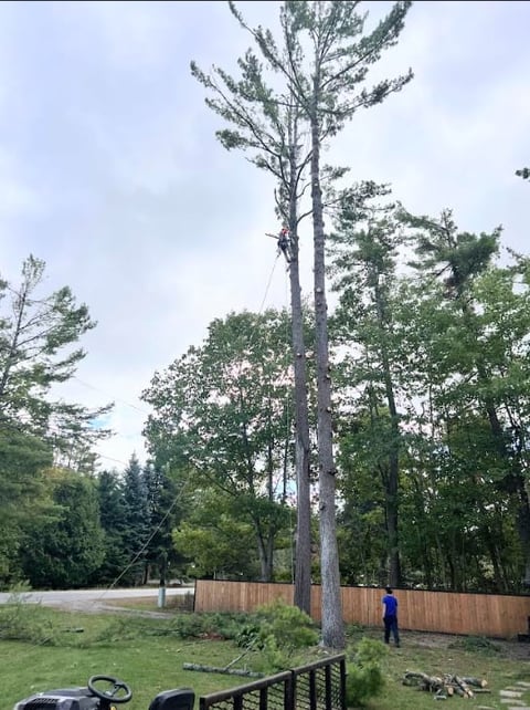 A tall pine tree in a park with a person standing nearby, surrounded by green grass, wooden fence, and other trees under a cloudy sky