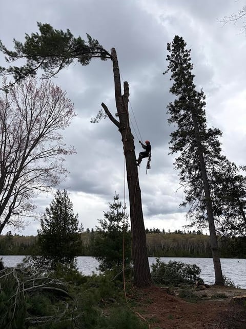 Person rock climbing on a tall dead tree trunk by a lake with coniferous forest in background